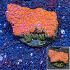 Acan Lord Coral Indonesia  (click for more detail)