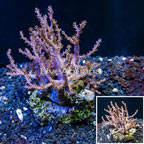  Pineapple Tree Coral Indonesia (click for more detail)