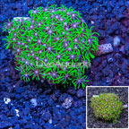 Starburst Polyps Indonesia (click for more detail)