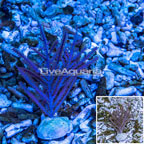 Purple Bipinnate Sea Fan (click for more detail)