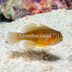 Clown Goby, Citrinis (click for more detail)