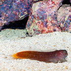 Bicolor Blenny  (click for more detail)