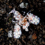 Harlequin Shrimp, Male (click for more detail)