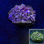 Metallic Pink Colony Polyp Rock Zoanthus Indonesia SM (click for more detail)
