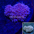 Pom Pom Xenia Coral LiveAquaria Cultured (click for more detail)