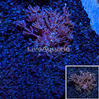 LiveAquaria® Blue Anthelia Coral (click for more detail)
