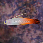 Firefish (click for more detail)