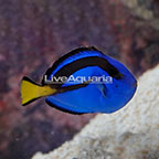 Blue Tang (click for more detail)