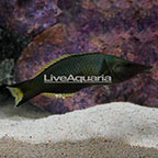 Green Bird Wrasse Terminal Phase Male (click for more detail)