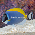 Powder Blue Tang [Blemish] (click for more detail)