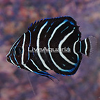 Koran Angelfish, Juvenile [Blemish] (click for more detail)