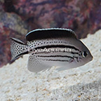 Lamarck Angelfish, Female (click for more detail)
