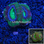 USA Cultured Ultra Acan Lord Coral (click for more detail)