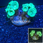 Caulastrea Coral Indonesia (click for more detail)