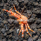 Squat Lobster (click for more detail)