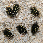 Dove Snail, Group of 6 (click for more detail)