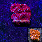 Aussie Lord Coral (click for more detail)