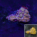 Actinodiscus Mushroom Coral Indonesia (click for more detail)