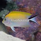 Spotbreast Angelfish, Female (click for more detail)