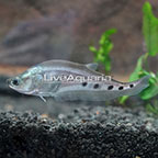 Spotted Knifefish (click for more detail)