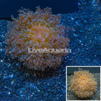 Frogspawn Coral Vietnam (click for more detail)