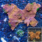 LiveAquaria® Cultured Montipora Coral (click for more detail)