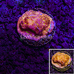 USA Cultured JF Jack-O-Lantern Leptoseris Coral (click for more detail)