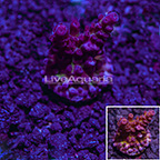 USA Cultured ARC Firework Acropora Coral (click for more detail)
