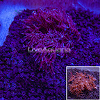 LiveAquaria® Blue Anthelia Coral (click for more detail)