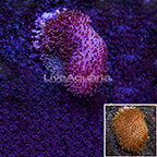 Toadstool Leather Coral Indonesia (click for more detail)