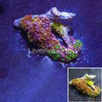 Combo Colony Polyp Rock Zoanthus Indonesia IM (click for more detail)