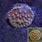 Aussie Turbinaria Coral  (click for more detail)