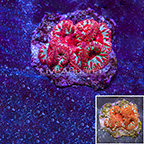 Blastomussa Coral Indonesia (click for more detail)