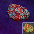 Meat Coral Indonesia (click for more detail)