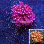 Flowerpot Coral (click for more detail)
