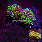 Purple Tip Frogspawn Coral Indonesia (click for more detail)