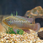 Red Jewel Cichlid (click for more detail)