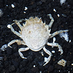 Pitho Crab (click for more detail)