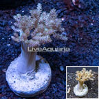 Pineapple Tree Coral Indonesia (click for more detail)