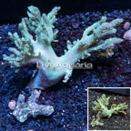 Sinularia Finger Leather Coral Vietnam (click for more detail)