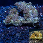 Zoanthus Coral Vietnam (click for more detail)