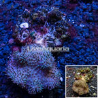 Toadstool Leather Coral Indonesia (click for more detail)