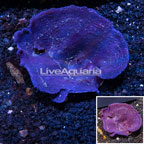 Blue Sponge Indonesia (click for more detail)