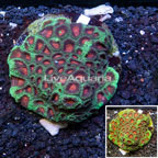 Favia Coral Indonesia (click for more detail)