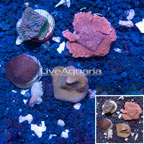 LiveAquaria® Four Pack Cultured Montipora Coral (click for more detail)
