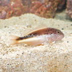 Freckled Hawkfish  (click for more detail)