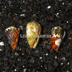 Halloween Hermit Crab, Trio (click for more detail)