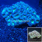 Blastomussa Wellsi Coral Australia (click for more detail)