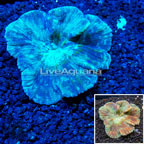 Australian Pectinia Coral (click for more detail)