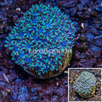 LiveAquaria® Cultured Sympodium Polyps (click for more detail)